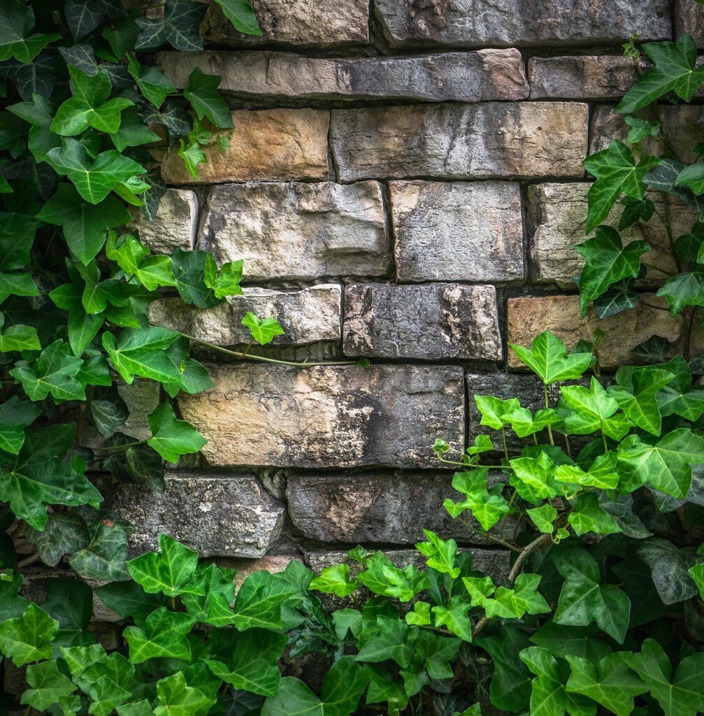 ivy, vine, leaf-1395534.jpg